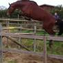 Jumping horse breeding Broodmare foals